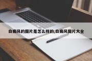 白癜风的图片是怎么样的,白癜风图片大全