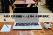 白癜风常识图解图片大全简单,白癜风图片欣赏