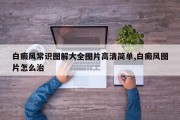 白癜风常识图解大全图片高清简单,白癜风图片怎么治