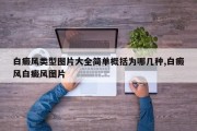 白癜风类型图片大全简单概括为哪几种,白癜风白癜风图片