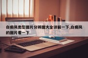 白癜风类型图片分辨图大全详解一下,白癜风的图片看一下